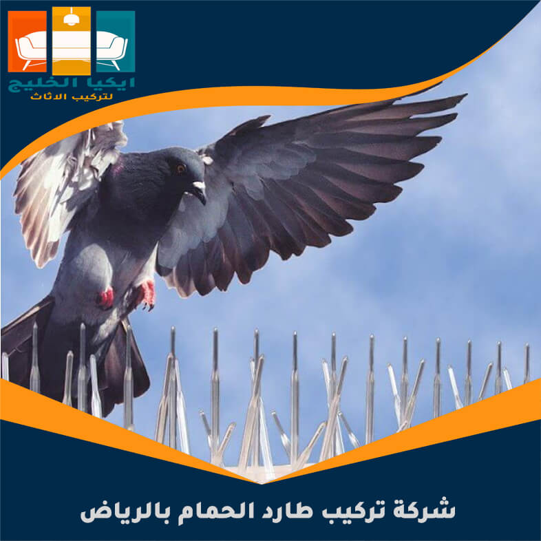 شركة تركيب طارد الحمام بالرياض